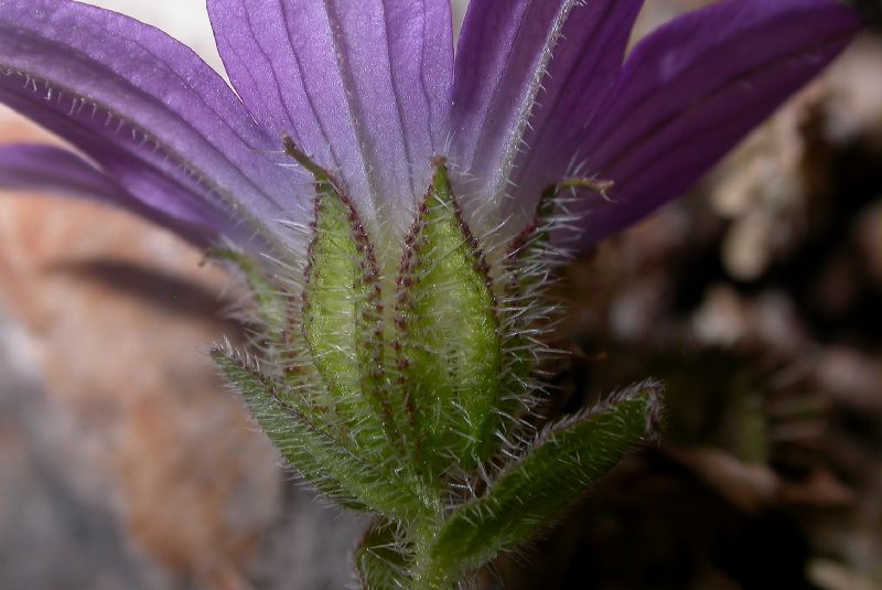 Campanulaceae Campanula strigosa