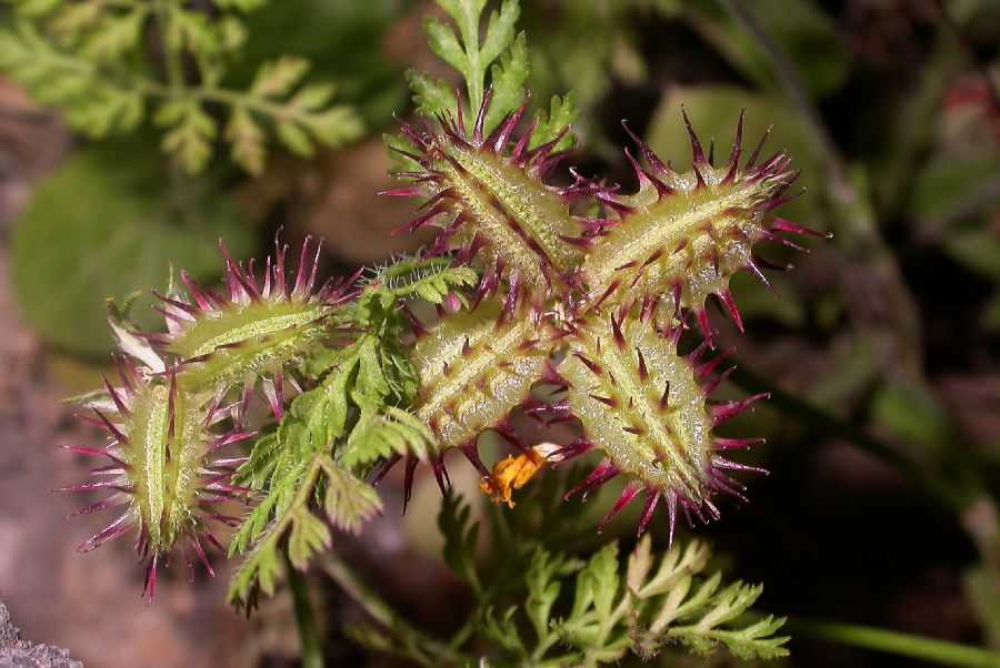 Apiaceae Orlaya platycarpos