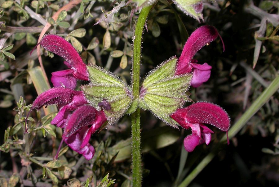 Lamiaceae Salvia hierosolymitana