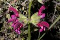 image of Salvia hierosolymitana