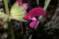 image of Salvia hierosolymitana