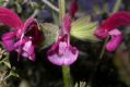 image of Salvia hierosolymitana