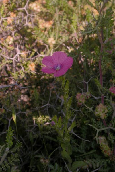 Linaceae Linum pubescens