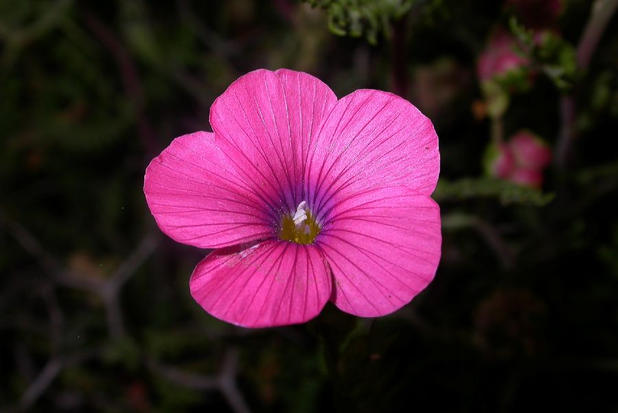 Linaceae Linum pubescens