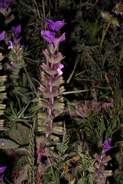 Lamiaceae Salvia viridis