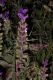 image of Salvia viridis