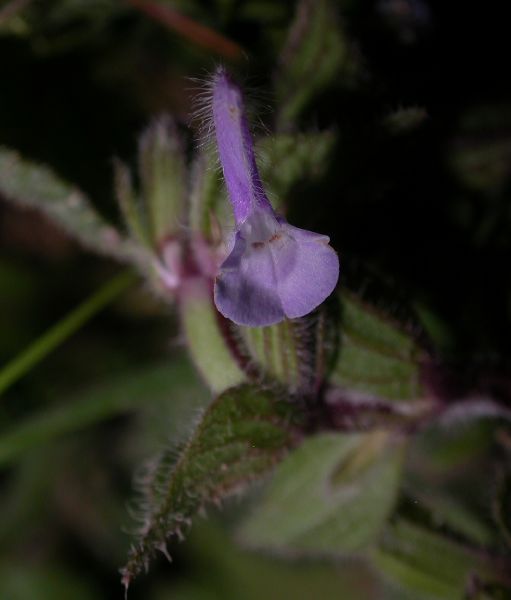 Lamiaceae Salvia viridis