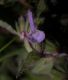 image of Salvia viridis