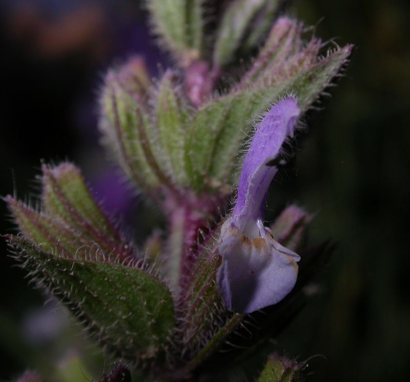 Lamiaceae Salvia viridis