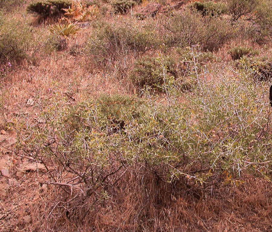 Rosaceae Prunus spinosissima