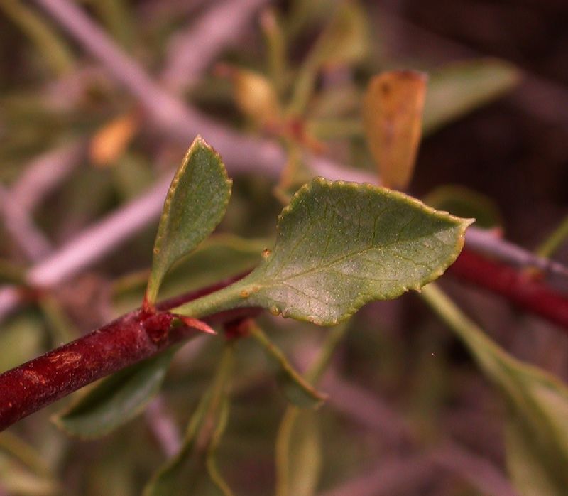 Rosaceae Prunus spinosissima