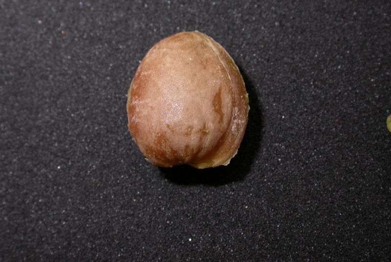 Rosaceae Prunus spinosissima