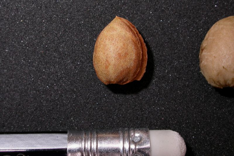 Rosaceae Prunus spinosissima