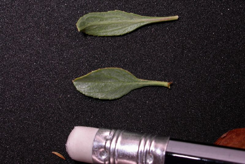 Rosaceae Prunus spinosissima