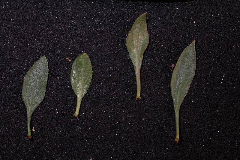 Rosaceae Prunus spinosissima