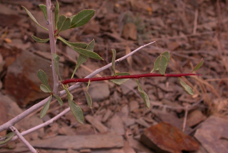 Rosaceae Prunus spinosissima