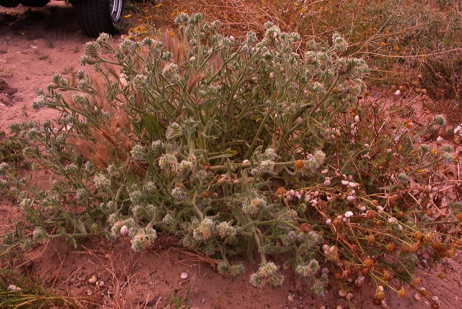 Boraginaceae Hormuzakia aggregata