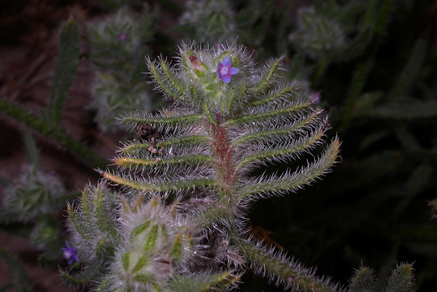 Boraginaceae Hormuzakia aggregata