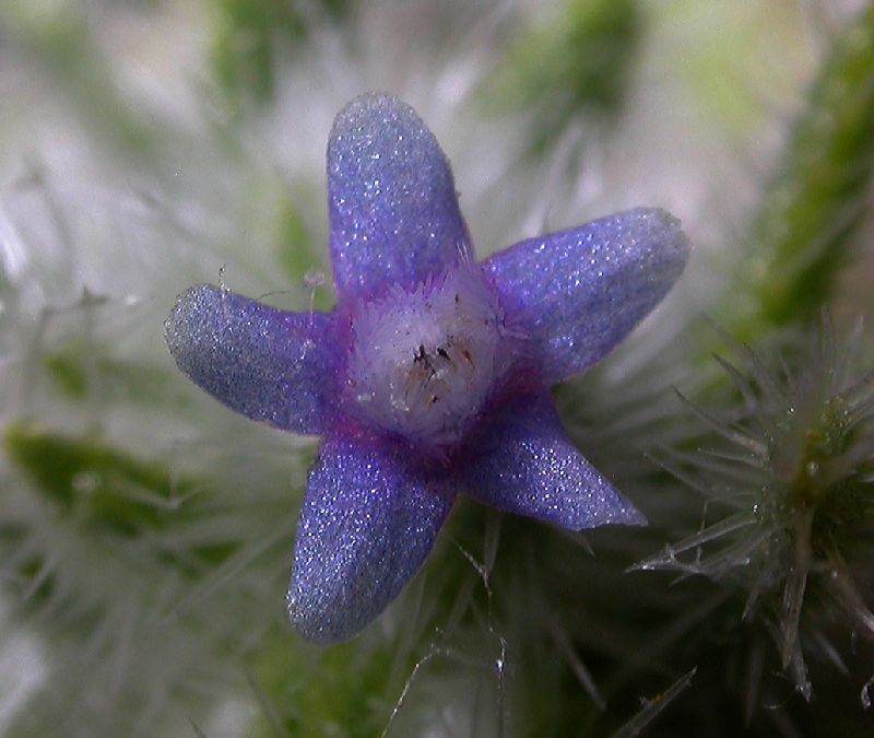 Boraginaceae Hormuzakia aggregata