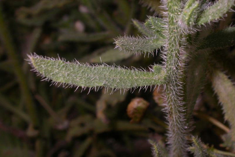 Boraginaceae Hormuzakia aggregata