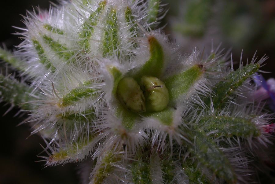 Boraginaceae Hormuzakia aggregata