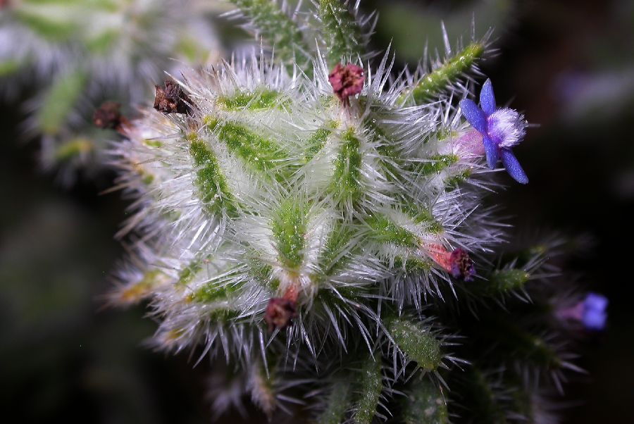 Boraginaceae Hormuzakia aggregata