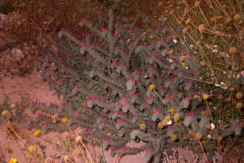 Boraginaceae Echium judaeum