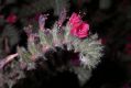 image of Echium judaeum