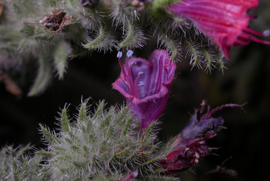 Boraginaceae Echium judaeum