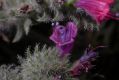 image of Echium judaeum