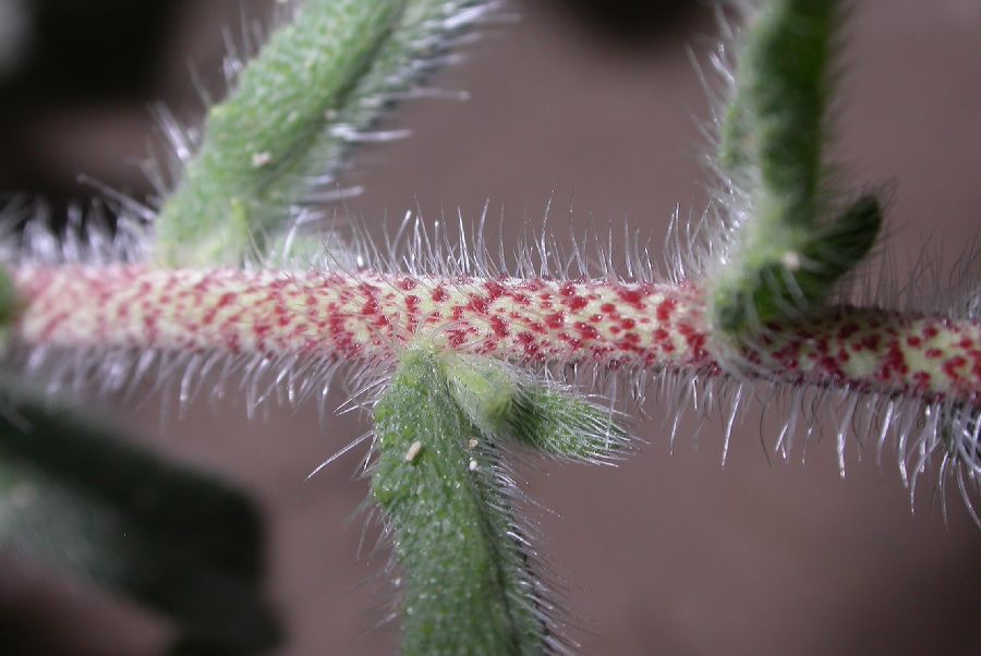 Boraginaceae Echium judaeum