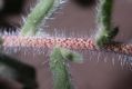 image of Echium judaeum