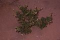 image of Silene succulenta