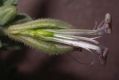 image of Silene succulenta