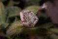 image of Silene succulenta