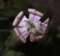 image of Silene succulenta