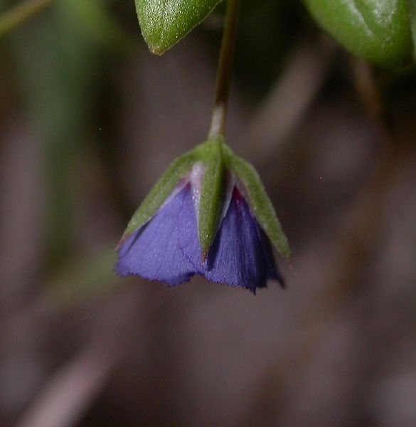 Primulaceae Anagallis arvensis