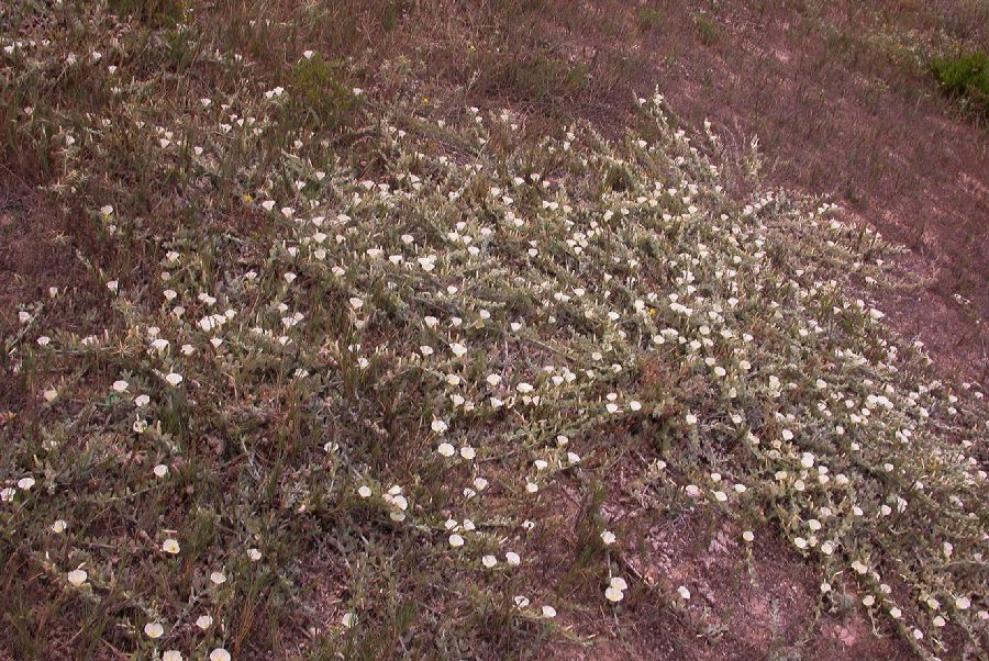 Convolvulaceae Convolvulus secundus