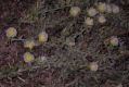 image of Convolvulus secundus