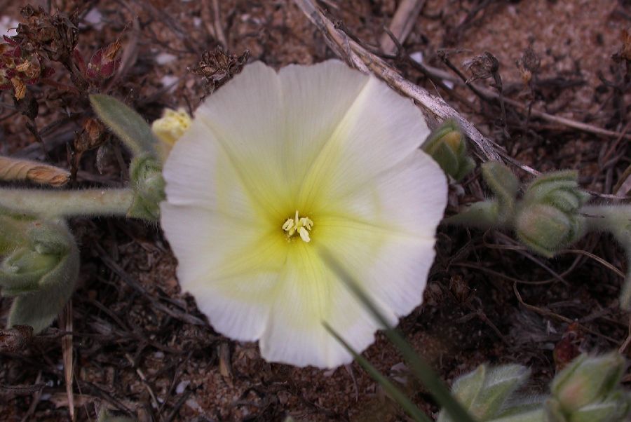 Convolvulaceae Convolvulus secundus