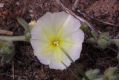 image of Convolvulus secundus