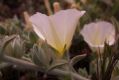image of Convolvulus secundus
