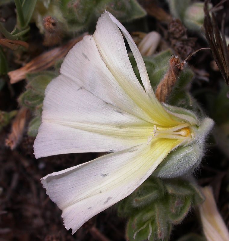 Convolvulaceae Convolvulus secundus