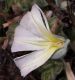 image of Convolvulus secundus