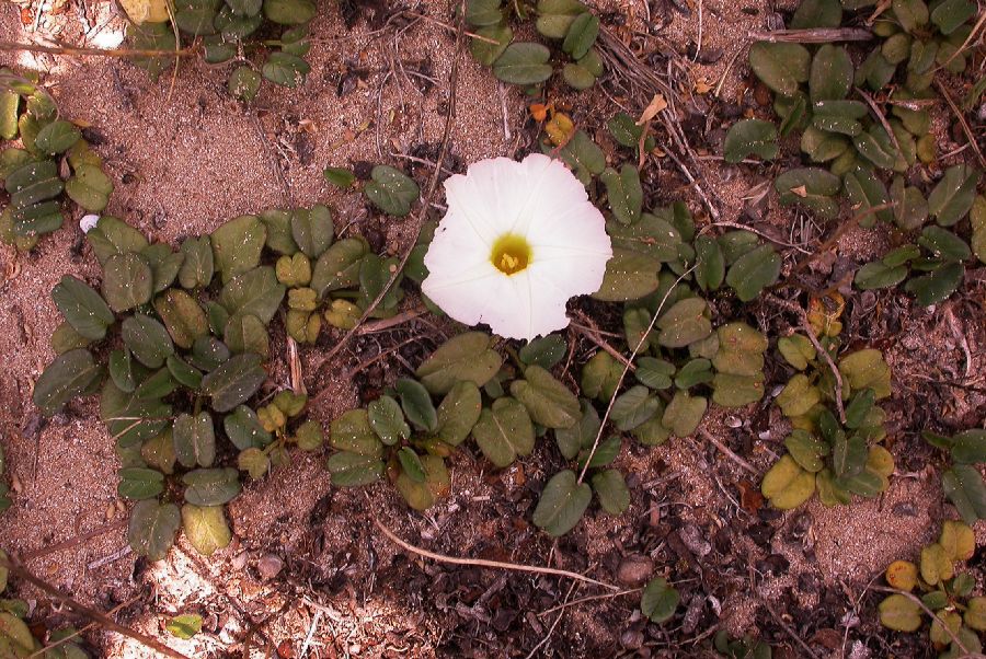 Convolvulaceae Ipomoea stolonifera