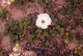 image of Ipomoea stolonifera