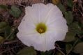 image of Ipomoea stolonifera