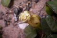 image of Ipomoea stolonifera