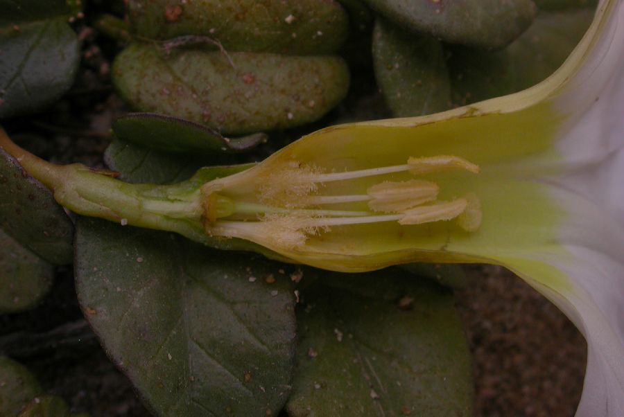 Convolvulaceae Ipomoea stolonifera