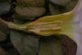 image of Ipomoea stolonifera